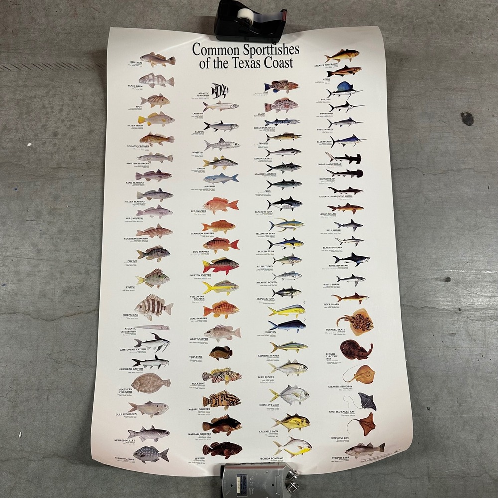 Rare 1993 Common Sportfishes of the Texas Coast Poster Texas Parks Wildlife